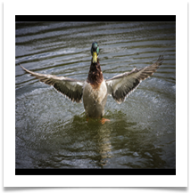 MALLARD resized - Des Hawley
